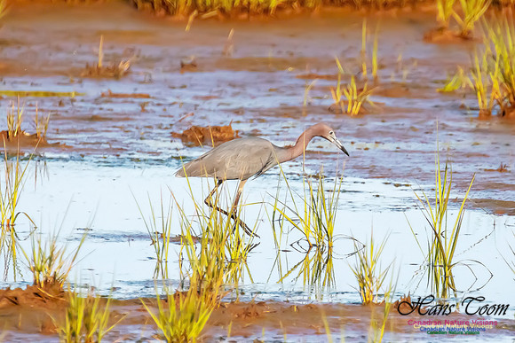Little Blue Heron 124