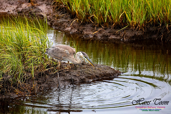 Great Blue Heron 215