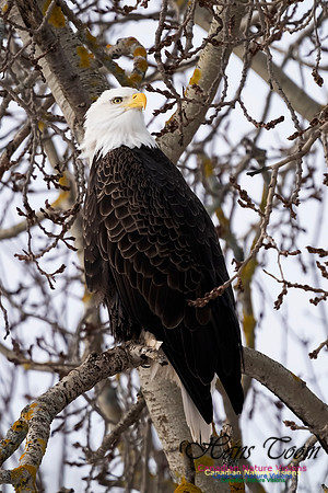 Bald Eagle 102