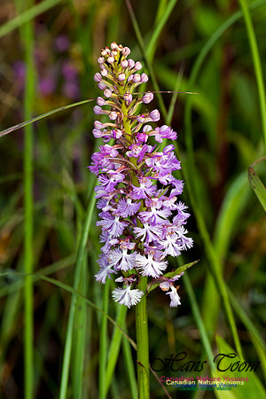 Large Purple Fringed Orchid