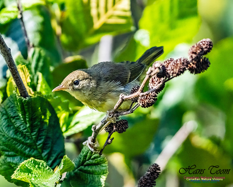 Mourning Warbler 101