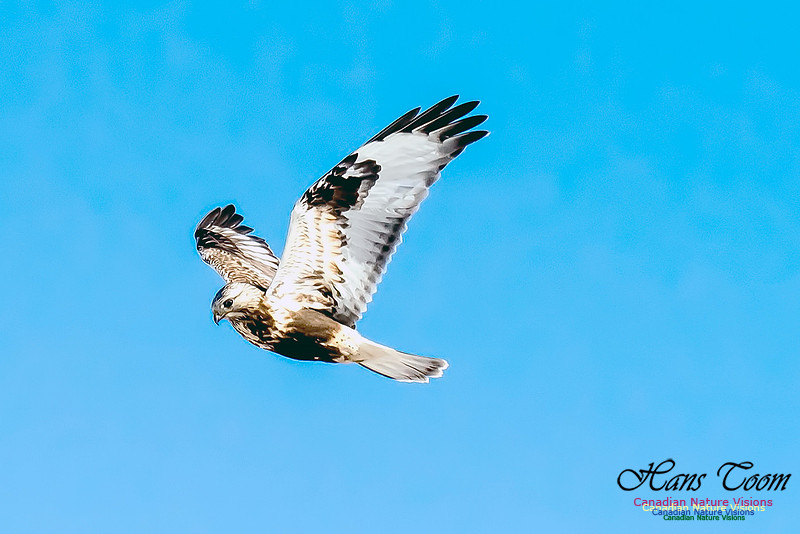 Rough-legged Hawk