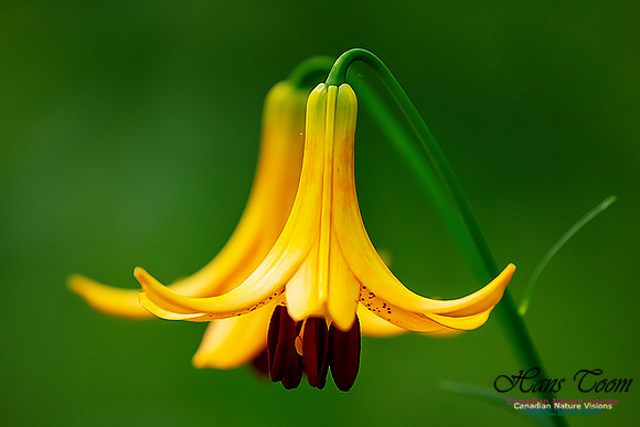 Canada Lily 101
