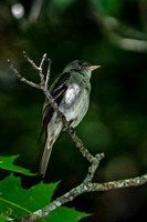 Eastern Wood Pewee