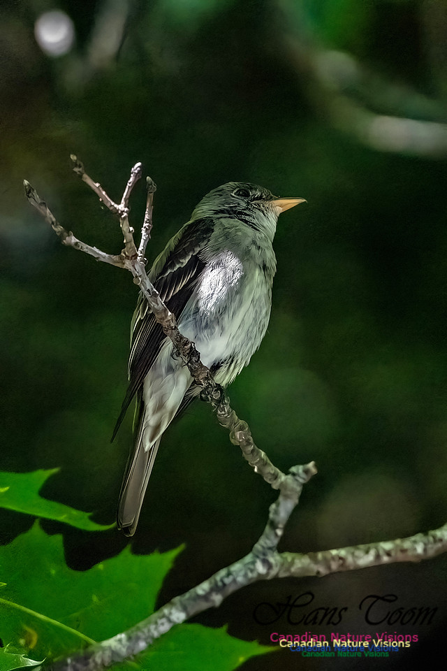 Eastern Wood Pewee 300
