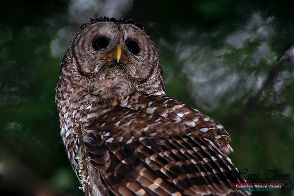 Barred Owl