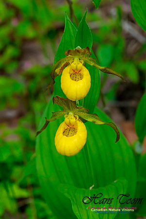 Yellow Ladies's Slipper Orchid 116