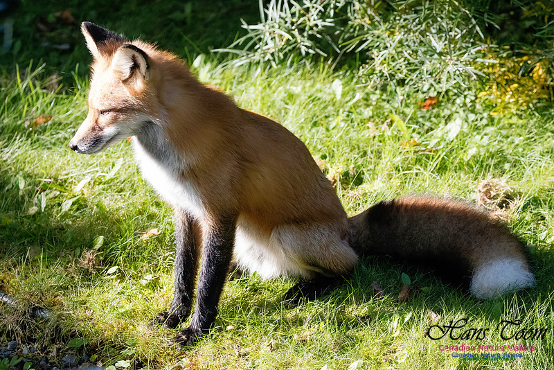 Red Fox