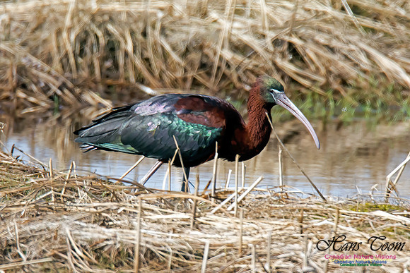 Glossy Ibis