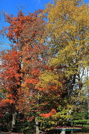 FallColours2016-1041