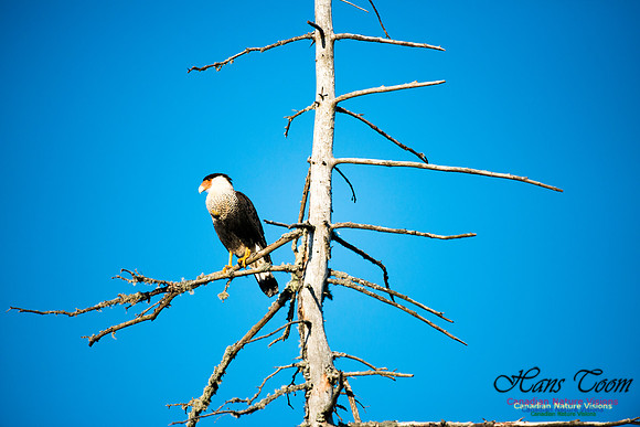 Crested Caracara
