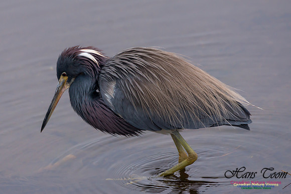 Tricoloured Heron 39