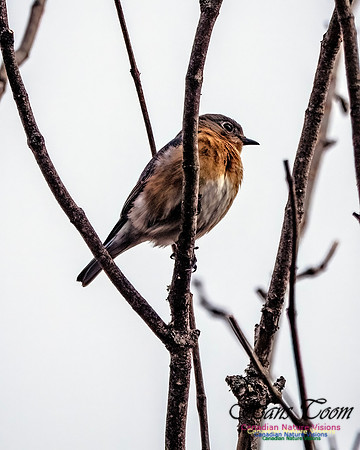 Eastern Bluebird 815