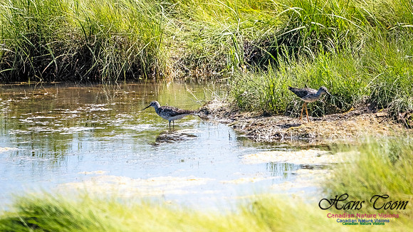 Greater Yellowlegs 101