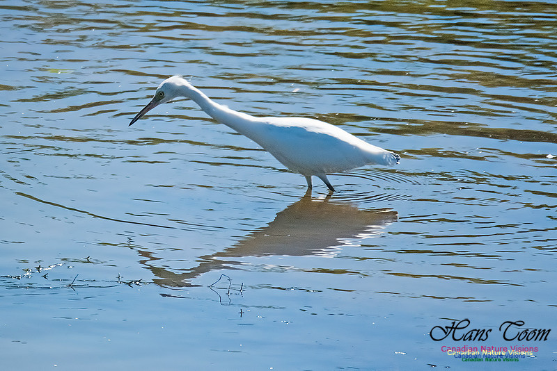 Little Blue Heron