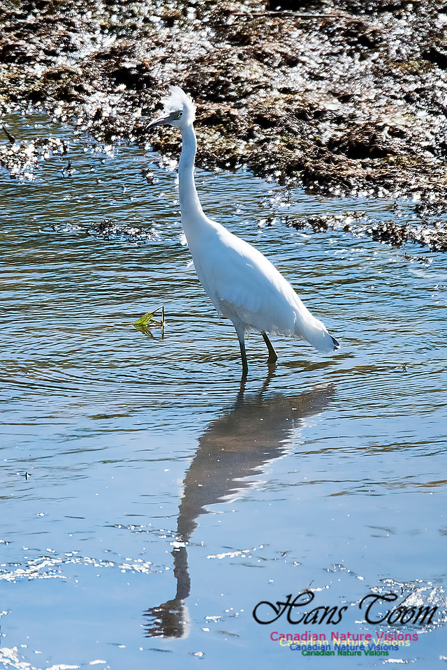 Little Blue Heron