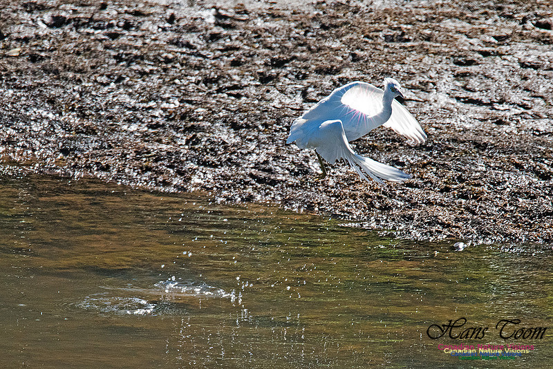 Little Blue Heron