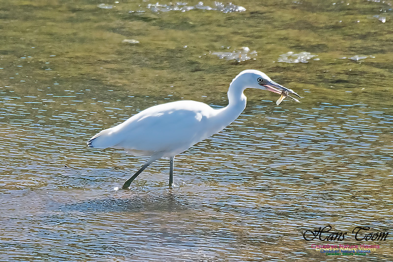 Little Blue Heron