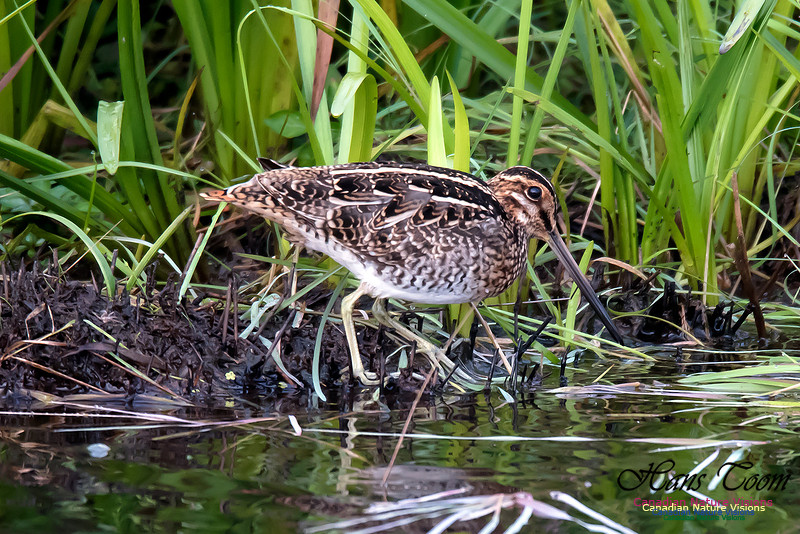 Wilsons Snipe