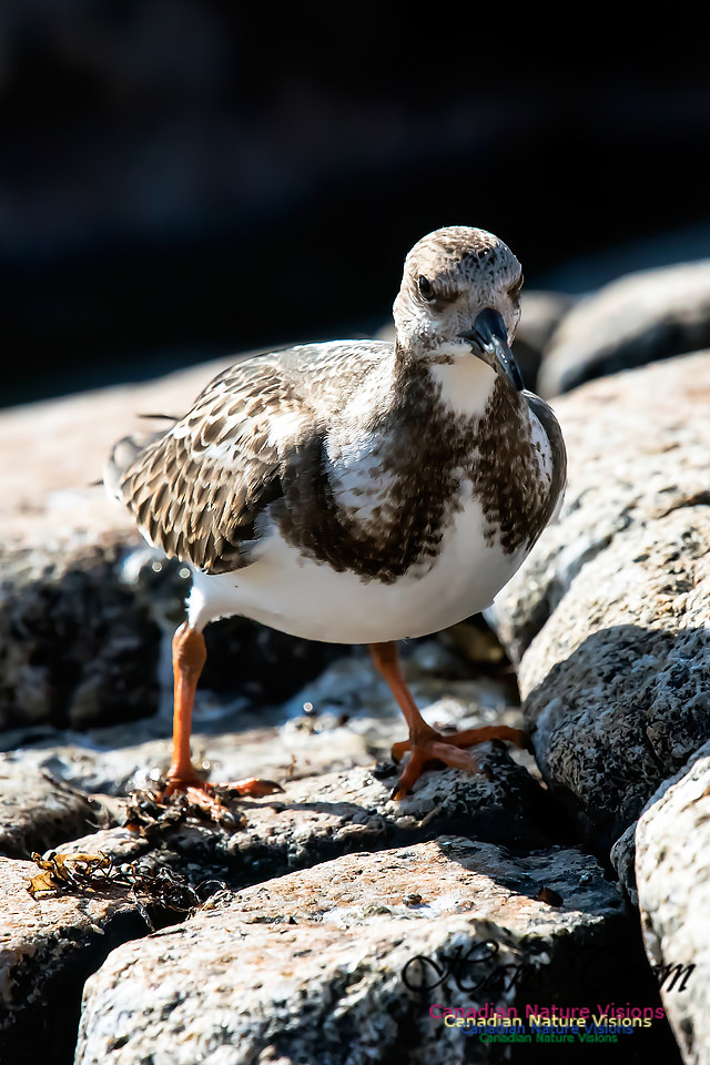 Ruddy Turnstone