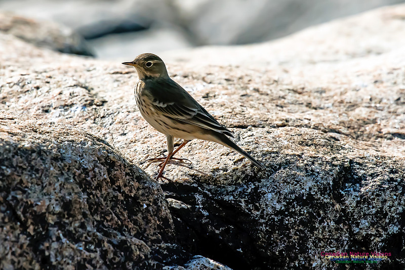 American Pipit
