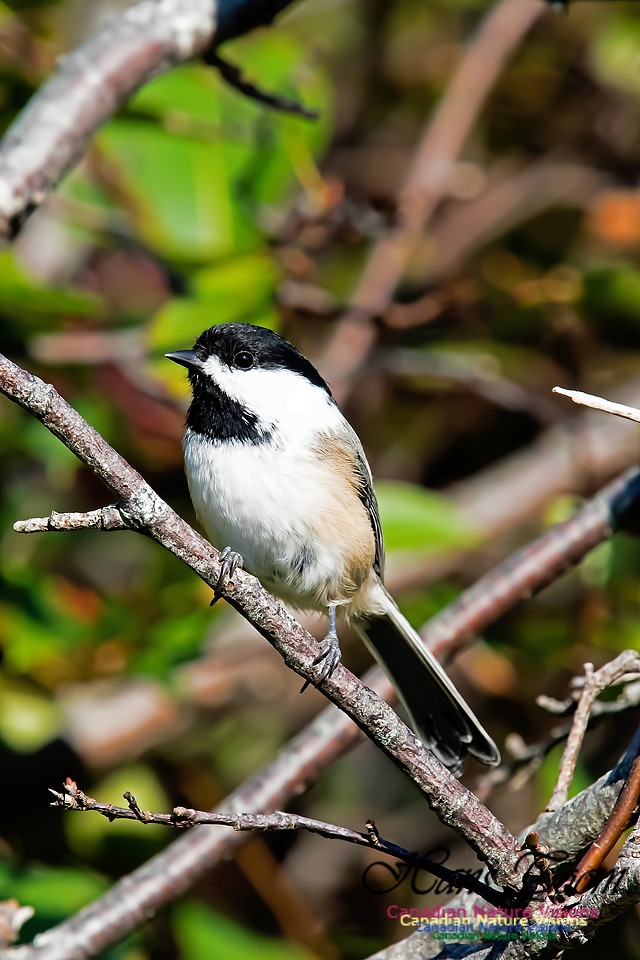 Black-capped Chickadee