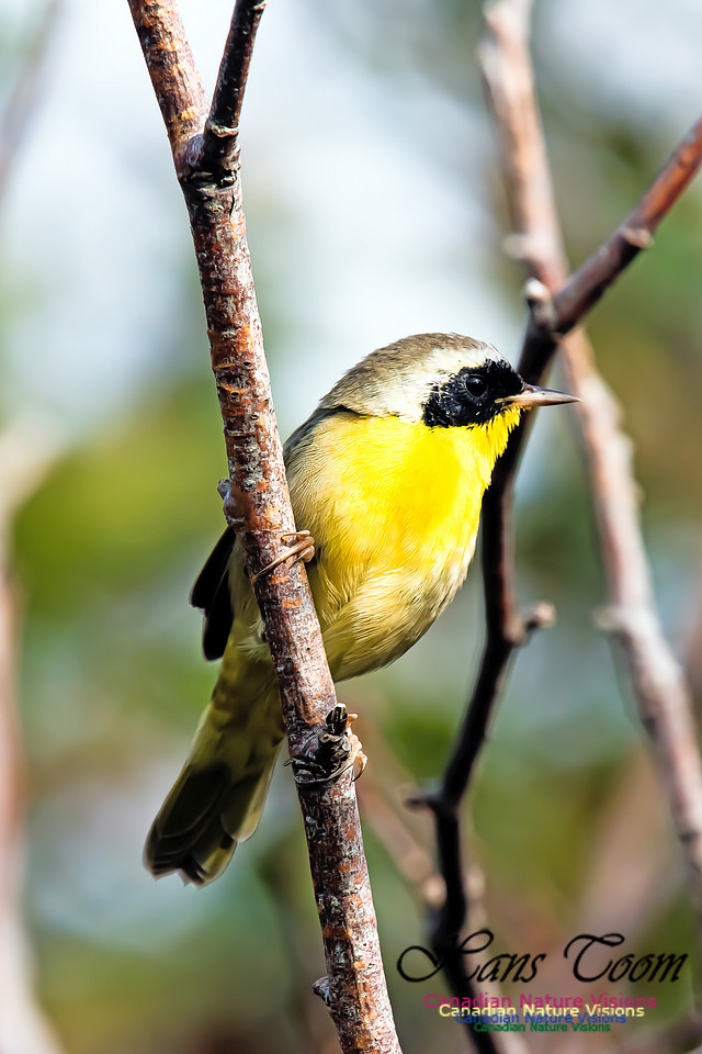 Common Yellowthroat