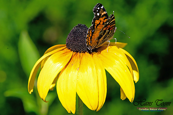 Painted Lady