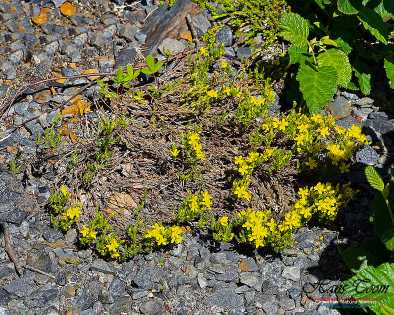 Golden Heather 100