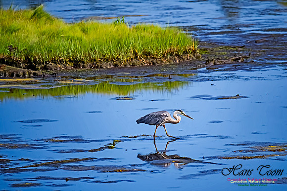 Great Blue Heron 100