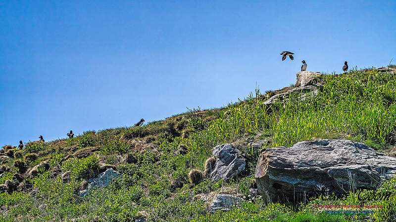 Great Island Puffins 108