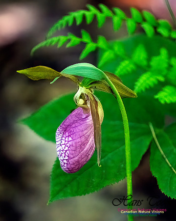 Pink Orchid Walk 115
