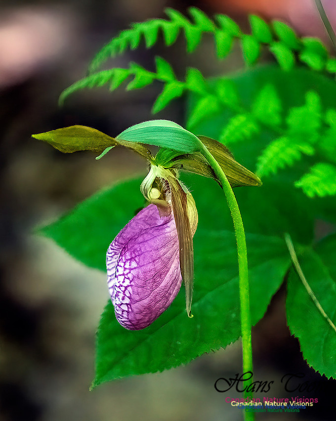Pink Orchid Walk 115