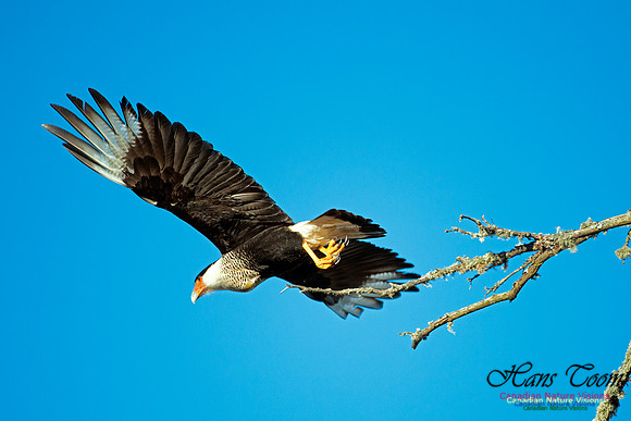 Crested Caracara