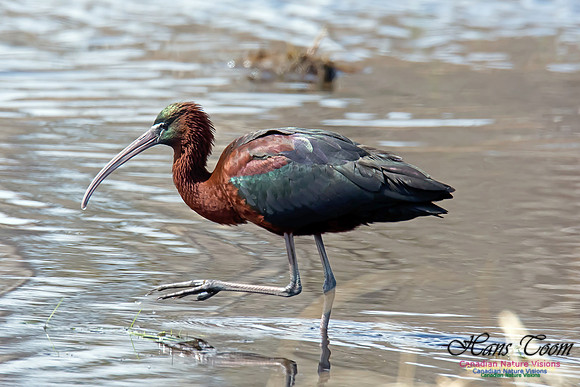 Glossy Ibis