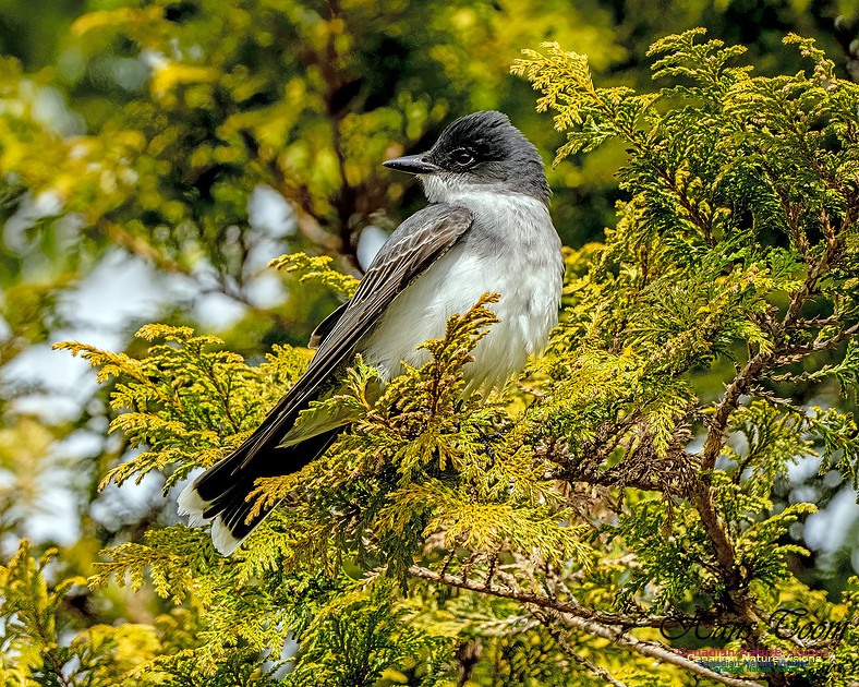 Eastern Kingbird 105
