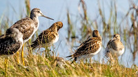 Baird's Sandpiper