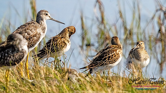 Baird's Sandpiper 100