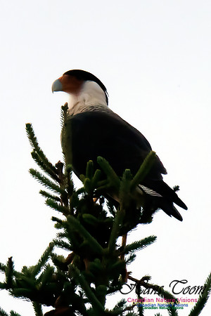 Crested Caracara