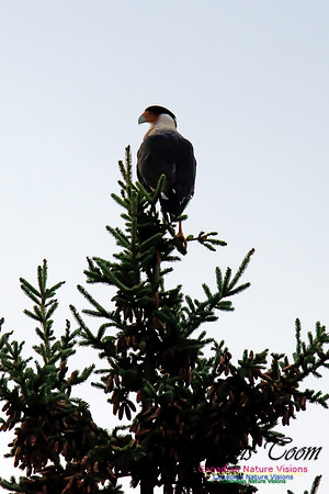Crested Caracara