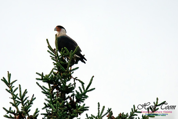 Crested Caracara