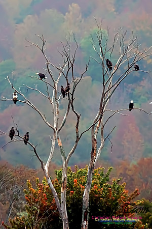 Bald Eagle