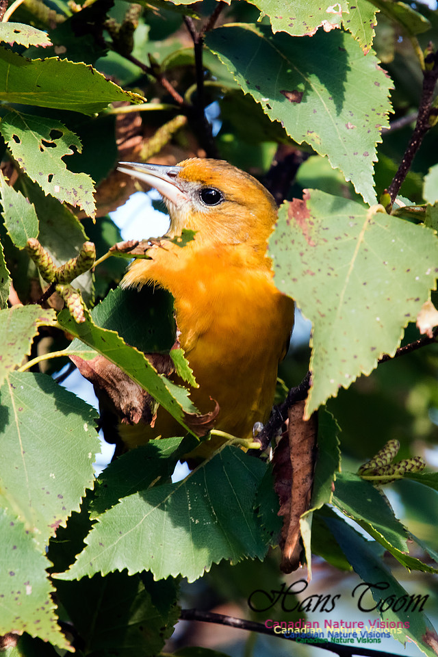 Baltimore Oriole