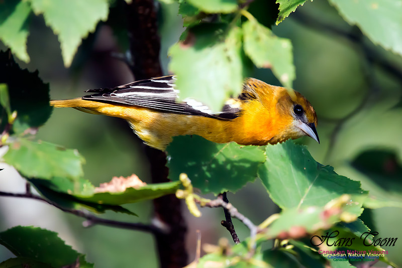 Baltimore Oriole