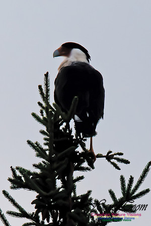 Crested Caracara