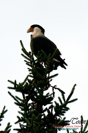 Crested Caracara