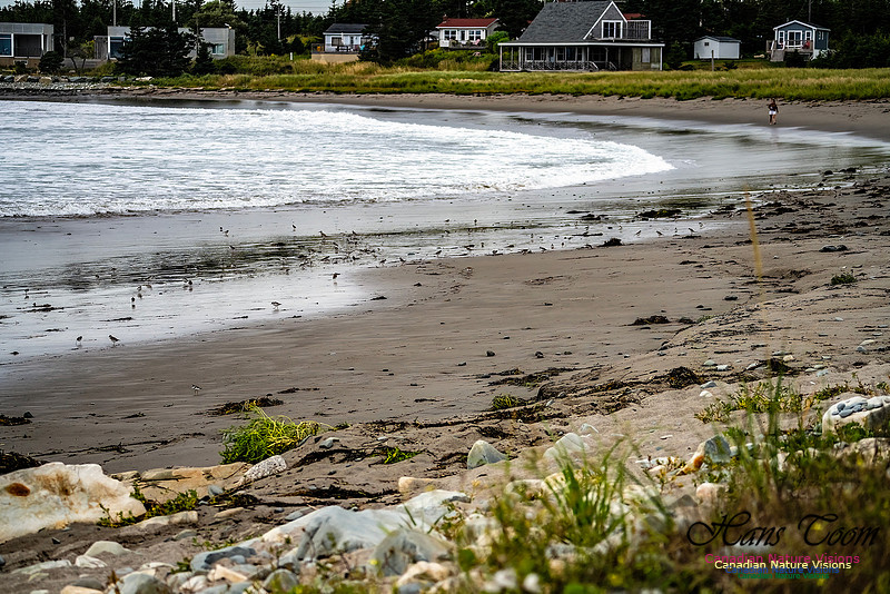 Shorebirds of Hurricane Erin 117