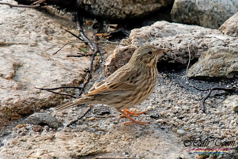Ipswich Sparrow