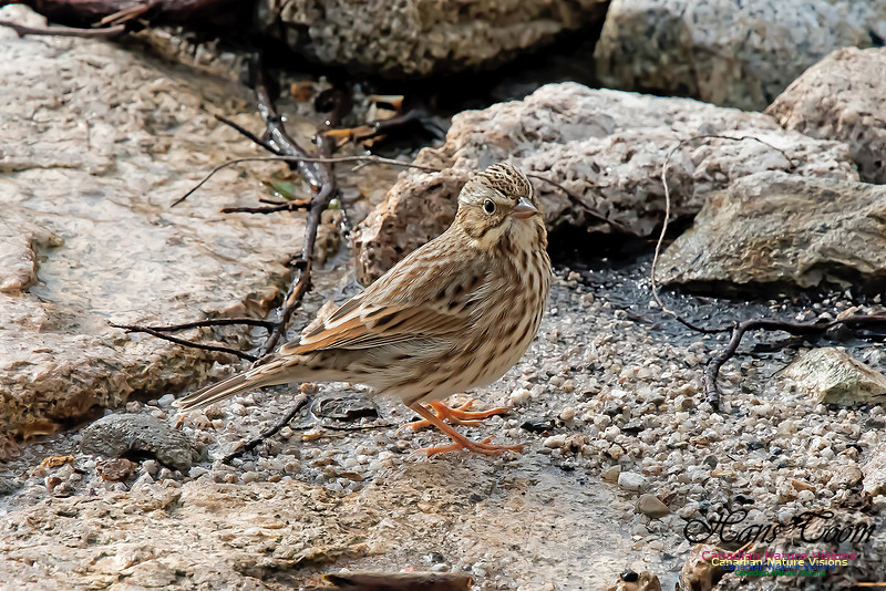 Ipswich Sparrow