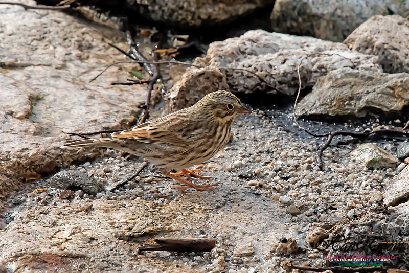 Ipswich Sparrow